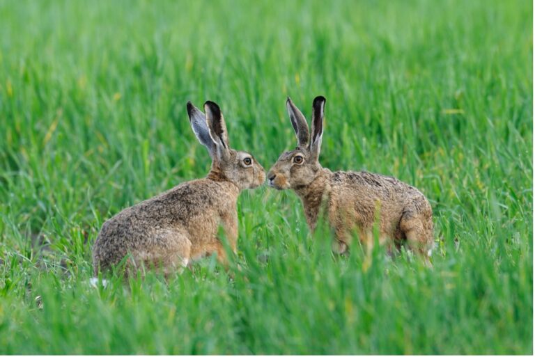 Hares