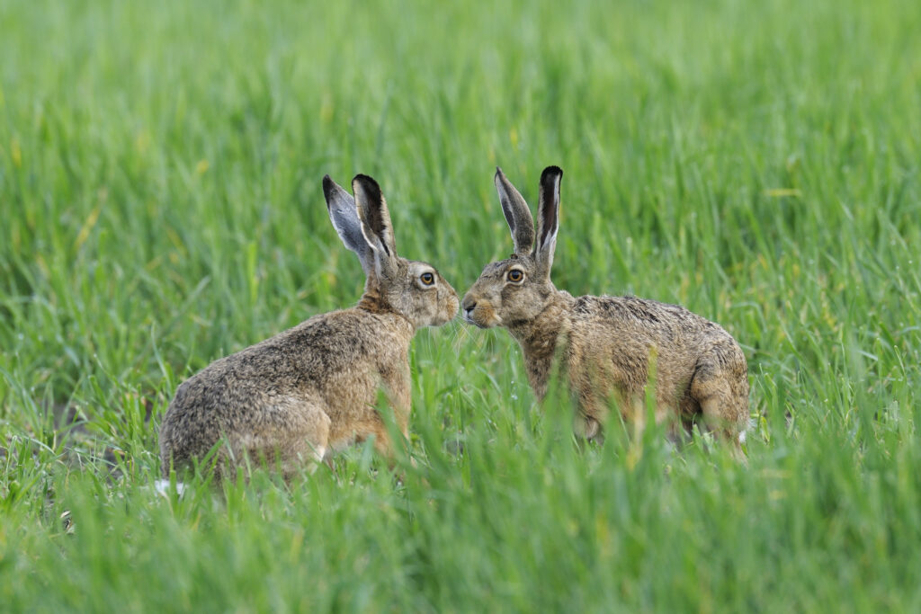 European brown hares