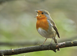 European Robin